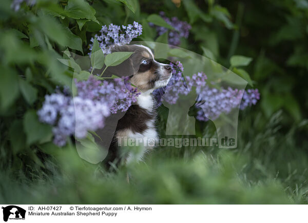 Miniature Australian Shepherd Puppy / AH-07427