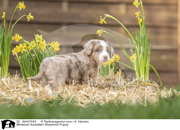 Miniature Australian Shepherd Puppy / AH-07443