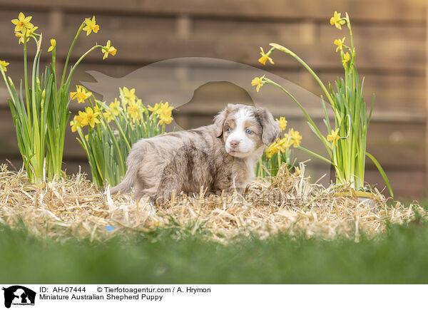 Miniature Australian Shepherd Welpe / Miniature Australian Shepherd Puppy / AH-07444