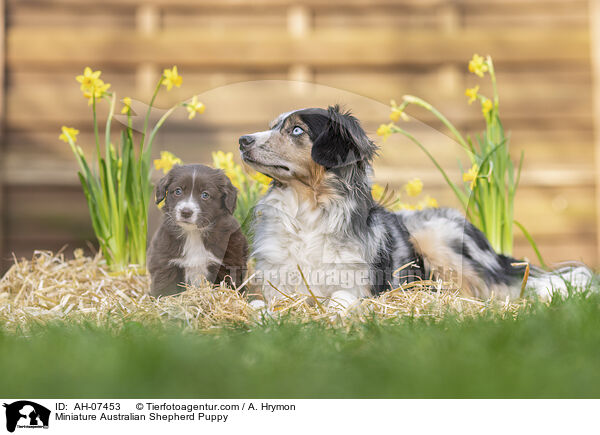 Miniature Australian Shepherd Puppy / AH-07453