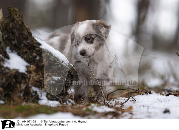 Miniature Australian Shepherd Puppy / AH-07458