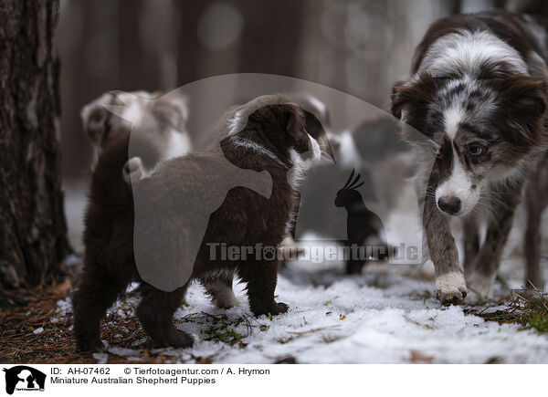 Miniature Australian Shepherd Puppies / AH-07462