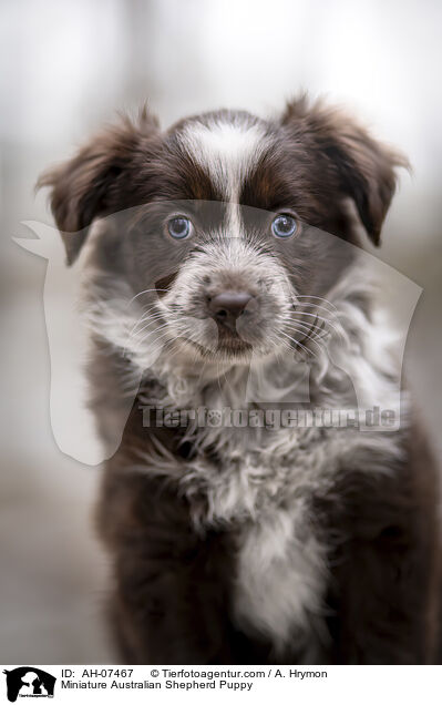 Miniature Australian Shepherd Puppy / AH-07467