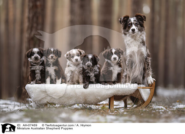 Miniature Australian Shepherd Puppies / AH-07469