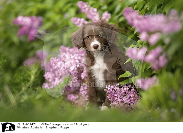 Miniature Australian Shepherd Puppy / AH-07471