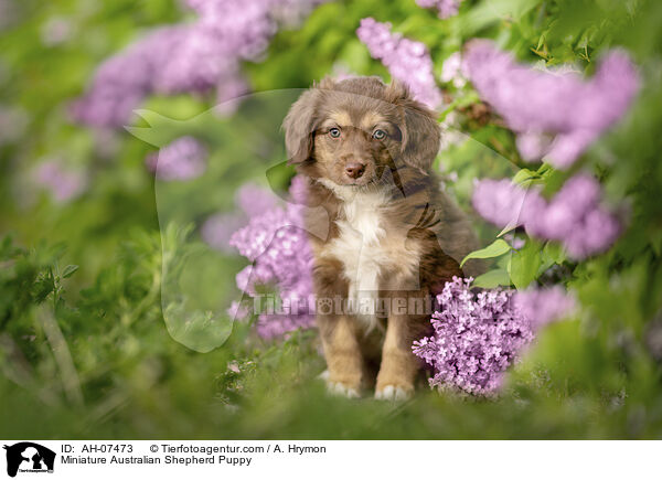 Miniature Australian Shepherd Welpe / Miniature Australian Shepherd Puppy / AH-07473