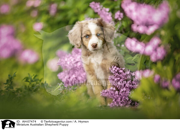 Miniature Australian Shepherd Puppy / AH-07474