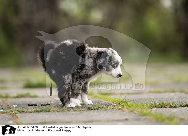 Miniature Australian Shepherd Puppy / AH-07476
