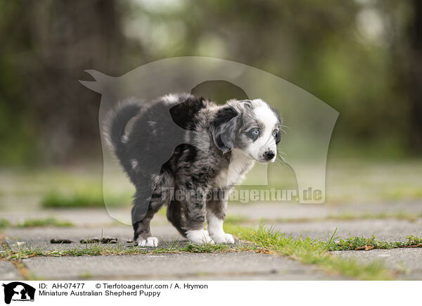 Miniature Australian Shepherd Puppy / AH-07477