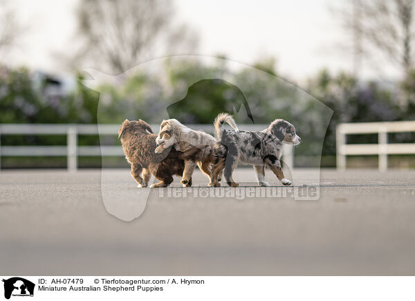 Miniature Australian Shepherd Puppies / AH-07479