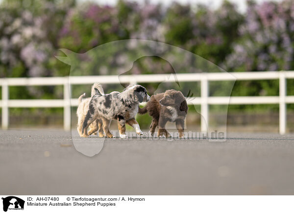 Miniature Australian Shepherd Puppies / AH-07480