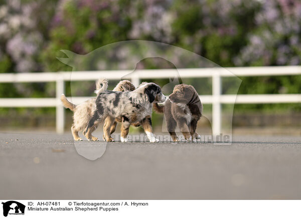 Miniature Australian Shepherd Puppies / AH-07481
