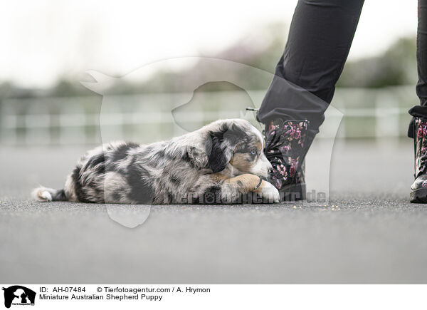 Miniature Australian Shepherd Puppy / AH-07484