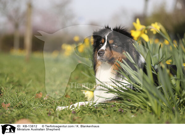 Miniature Australian Shepherd / KB-13812