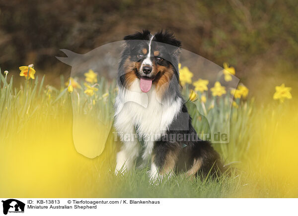Miniature Australian Shepherd / Miniature Australian Shepherd / KB-13813
