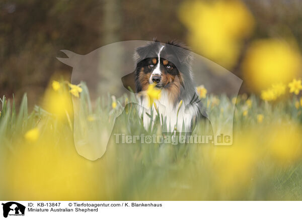 Miniature Australian Shepherd / Miniature Australian Shepherd / KB-13847