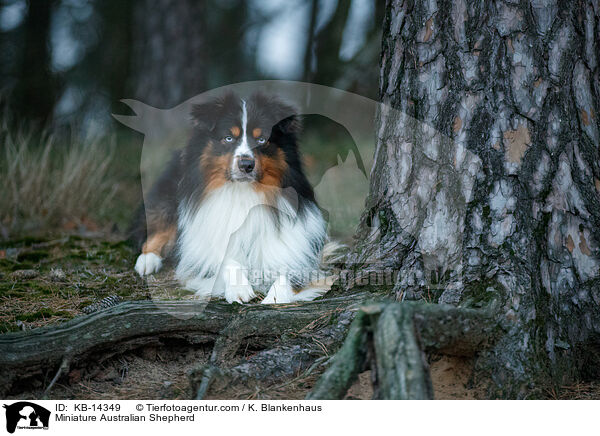 Miniature Australian Shepherd / KB-14349