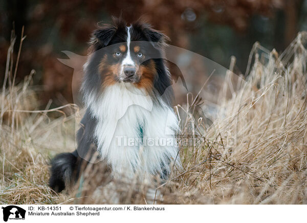 Miniature Australian Shepherd / KB-14351