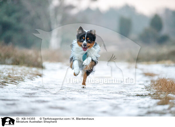 Miniature Australian Shepherd / KB-14355
