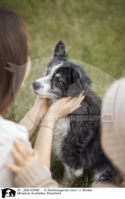 Miniature Australian Shepherd / Miniature Australian Shepherd / JEB-02986