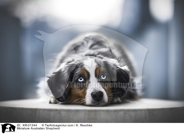 Miniature Australian Shepherd / KR-01344