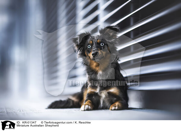 Miniature Australian Shepherd / KR-01347