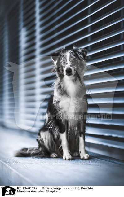 Miniature Australian Shepherd / KR-01349