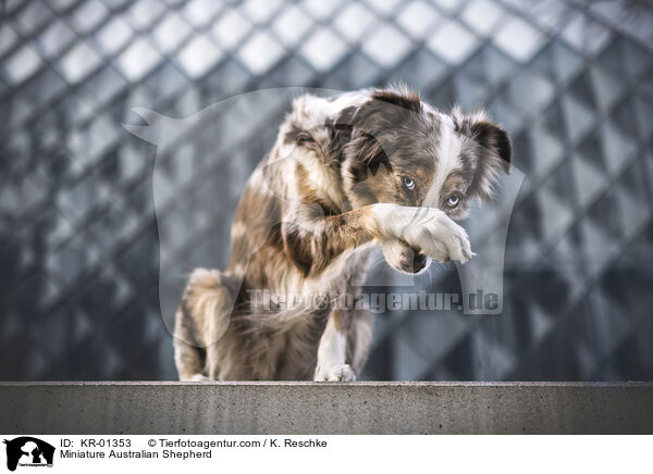 Miniature Australian Shepherd / KR-01353