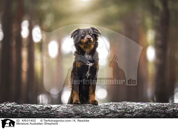 Miniature Australian Shepherd / Miniature Australian Shepherd / KR-01402