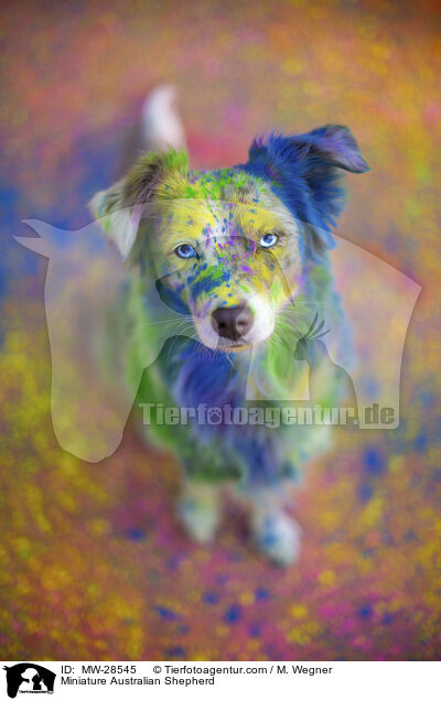 Miniature Australian Shepherd / Miniature Australian Shepherd / MW-28545
