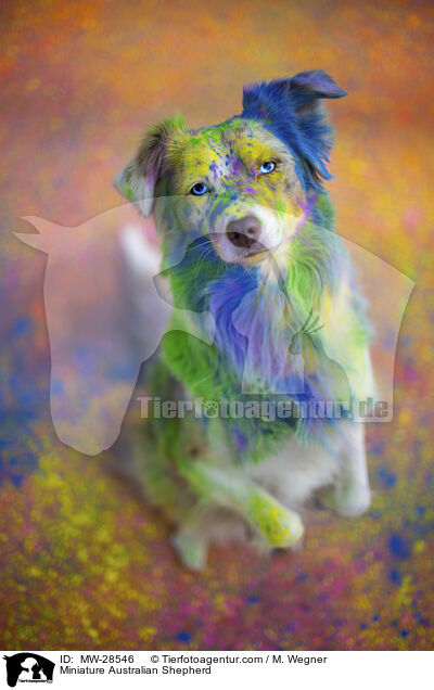 Miniature Australian Shepherd / Miniature Australian Shepherd / MW-28546