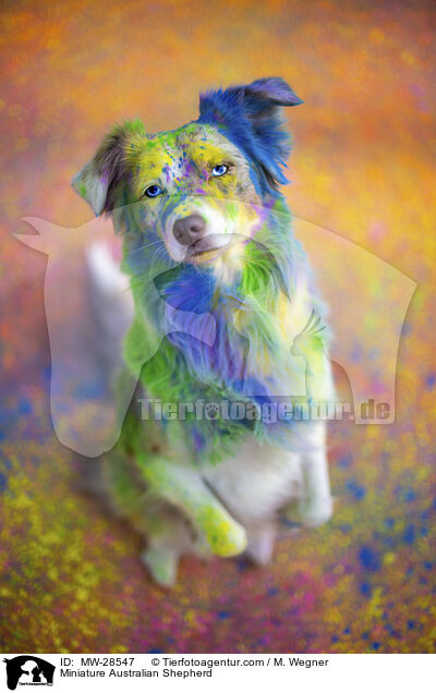 Miniature Australian Shepherd / Miniature Australian Shepherd / MW-28547