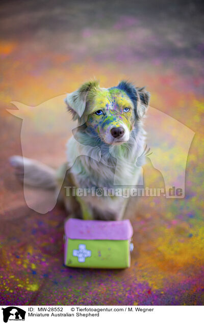 Miniature Australian Shepherd / Miniature Australian Shepherd / MW-28552
