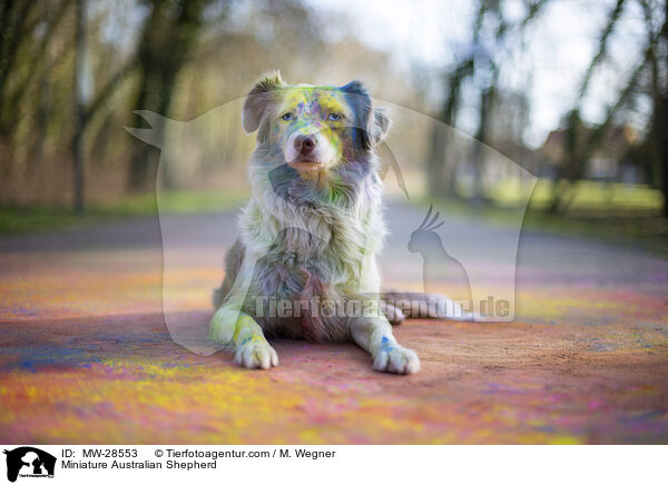 Miniature Australian Shepherd / MW-28553