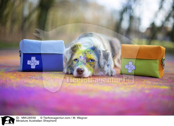 Miniature Australian Shepherd / Miniature Australian Shepherd / MW-28556