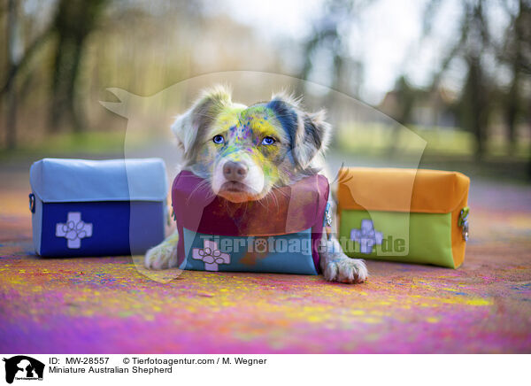 Miniature Australian Shepherd / Miniature Australian Shepherd / MW-28557