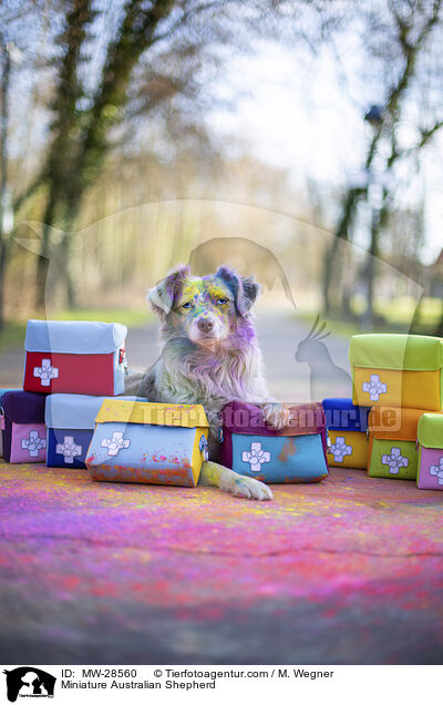 Miniature Australian Shepherd / MW-28560