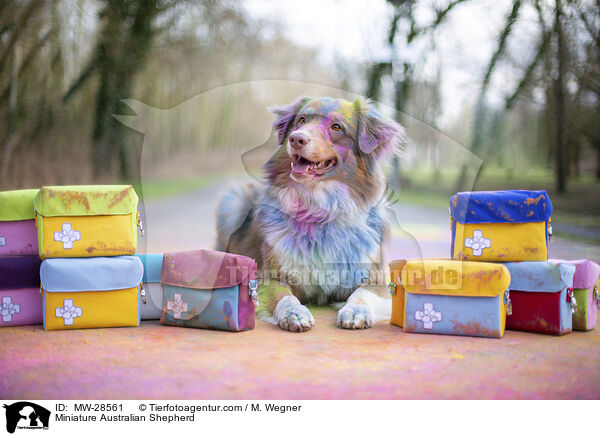 Miniature Australian Shepherd / Miniature Australian Shepherd / MW-28561