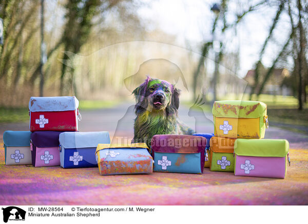 Miniature Australian Shepherd / MW-28564