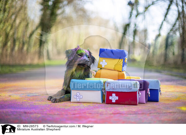 Miniature Australian Shepherd / Miniature Australian Shepherd / MW-28573