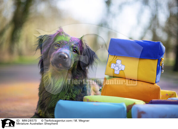 Miniature Australian Shepherd / Miniature Australian Shepherd / MW-28575