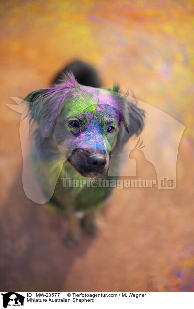 Miniature Australian Shepherd / MW-28577