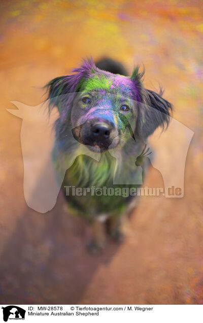 Miniature Australian Shepherd / Miniature Australian Shepherd / MW-28578