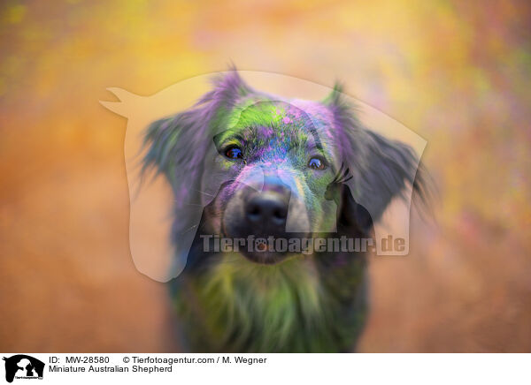 Miniature Australian Shepherd / MW-28580