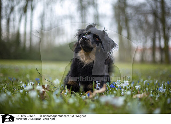 Miniature Australian Shepherd / MW-28585