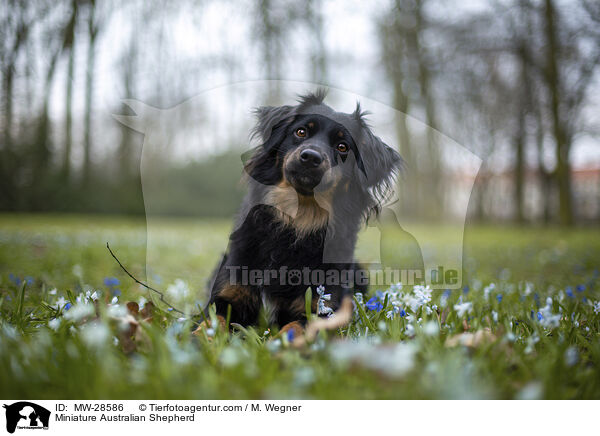 Miniature Australian Shepherd / MW-28586