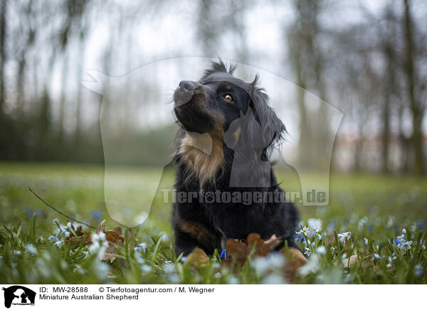 Miniature Australian Shepherd / MW-28588