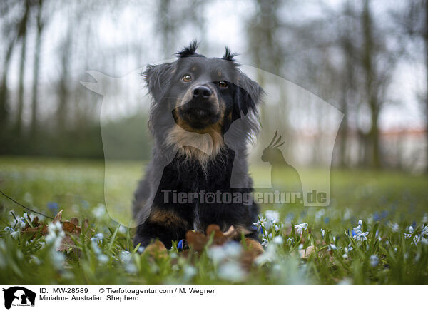 Miniature Australian Shepherd / MW-28589