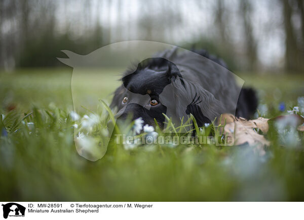 Miniature Australian Shepherd / MW-28591