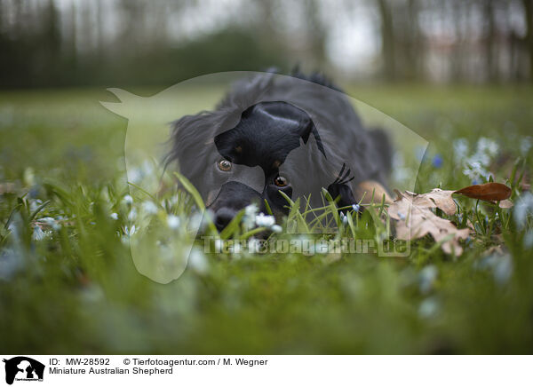 Miniature Australian Shepherd / MW-28592